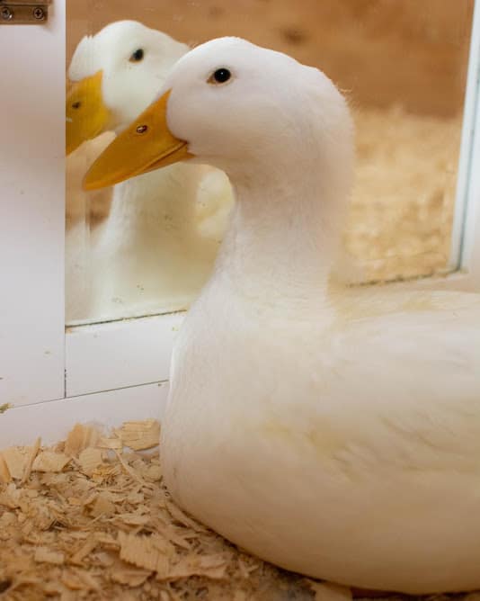 A duck looking at themself in a mirror indoors.