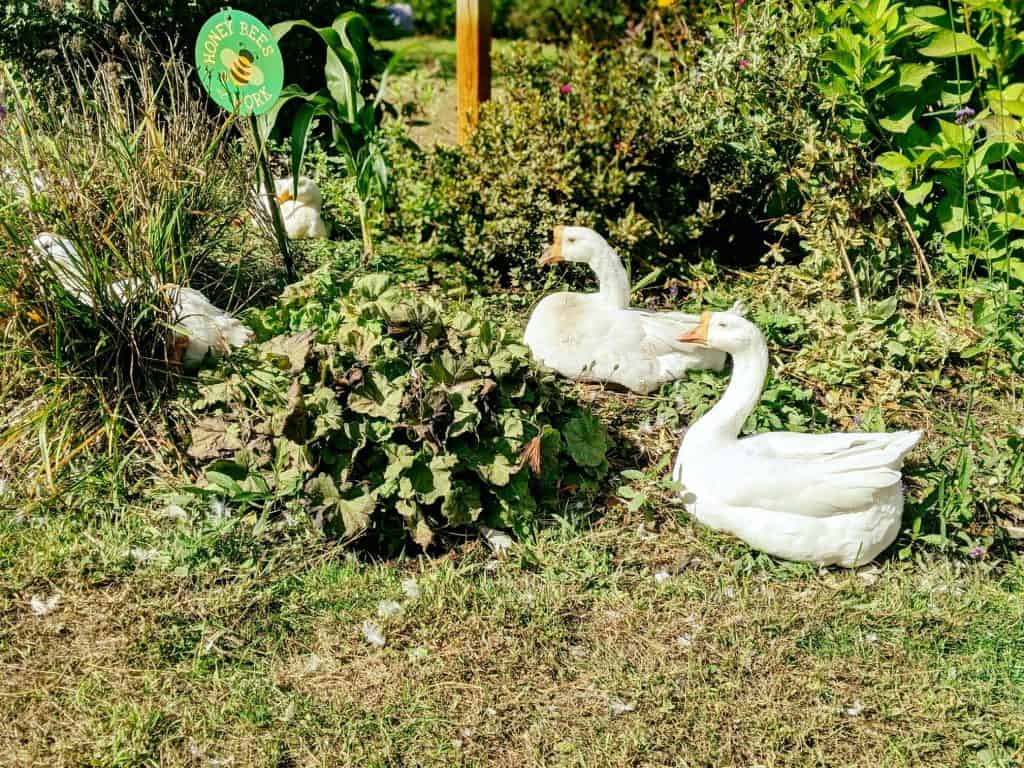 Two geese sit comfortably among bushes and other plants.