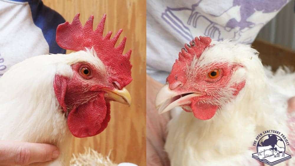 side-by-side of Cornish cross rooster and hen showing larger comb and wattles of rooster.