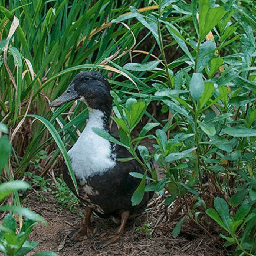 Duck hides in tall grasses.