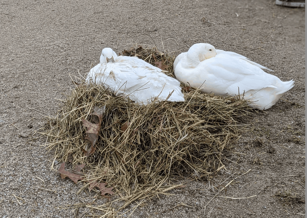 Two ducks have made a nest from leaves and hay.