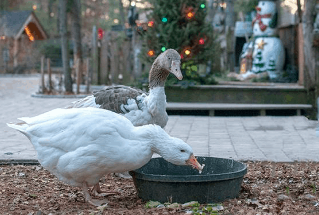 Geese nibble lettuce from bowl of water.