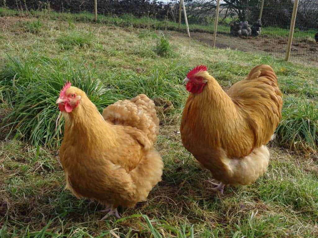 buff orpington chickens. Rooster has long, pointy saddle feathers.