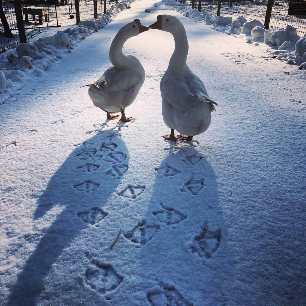 Two geese stand in the snow with their footprints trailing behind.