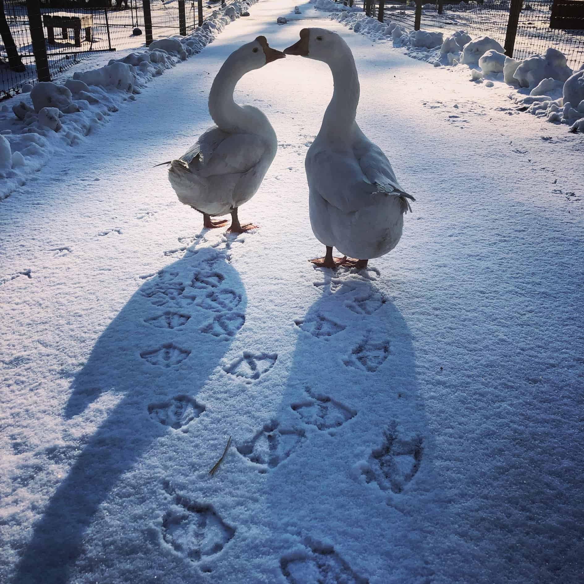 Creating An Enriching Life For Geese - The Open Sanctuary Project