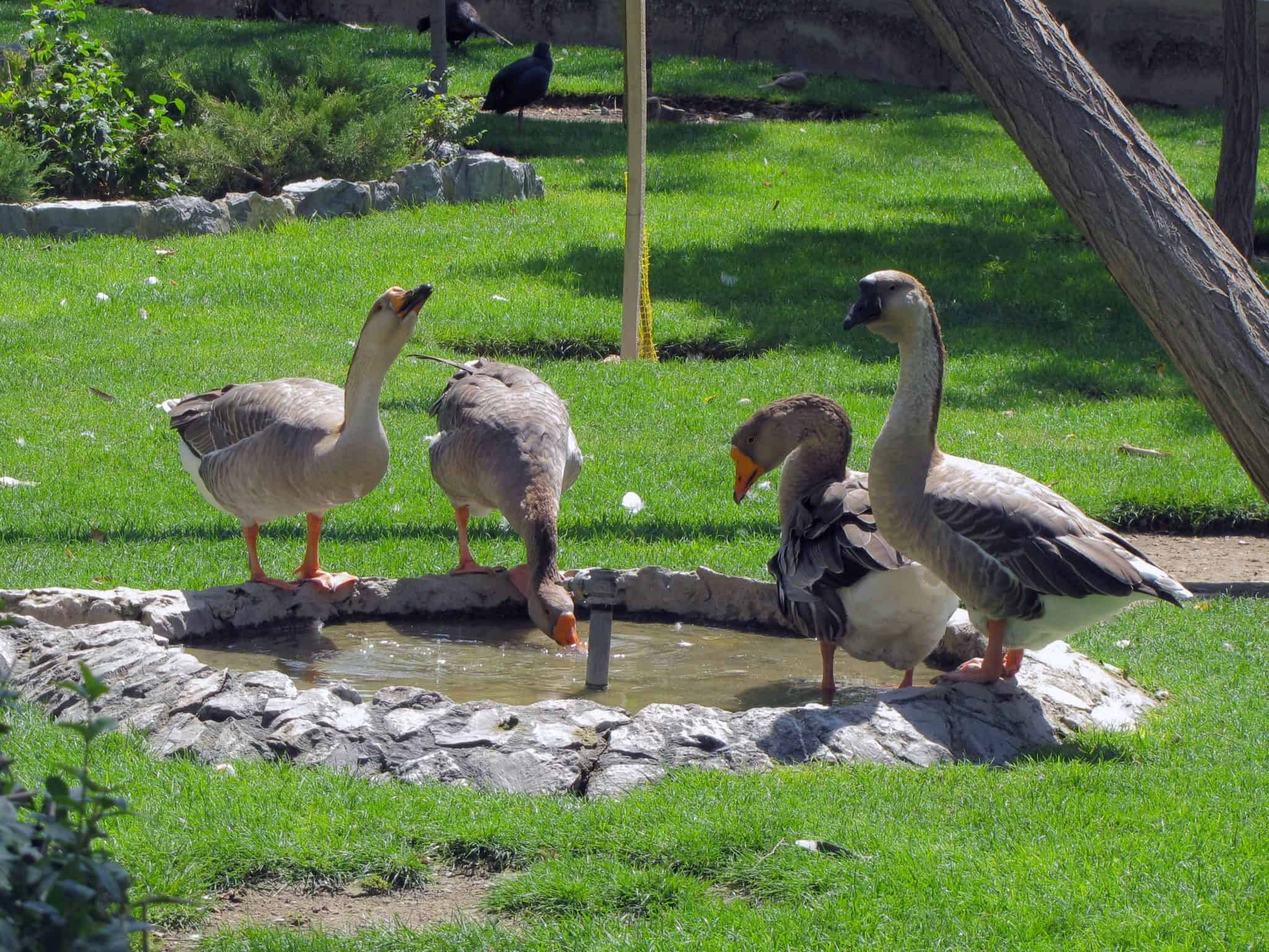 Creating An Enriching Life For Geese - The Open Sanctuary Project 