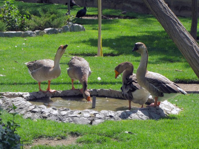 A series of geese spending time around a small human-made pond.