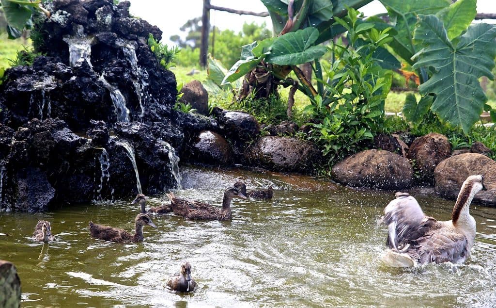 Pond with mini waterfall has ducks and geese swimming in it.