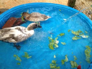 Creating An Enriching Life For Ducks - The Open Sanctuary Project