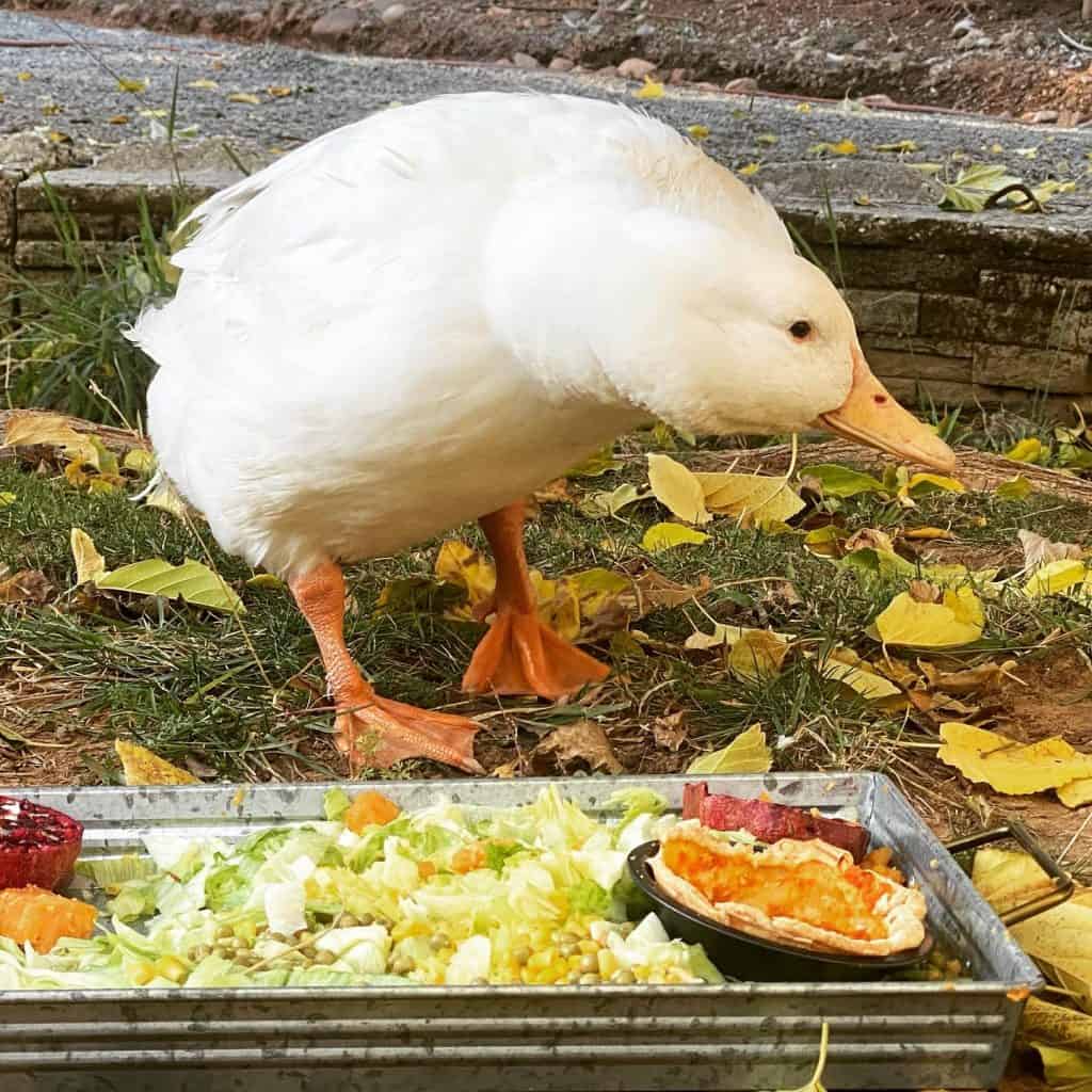 Disabled duck enjoys a specially prepared feast of produce.