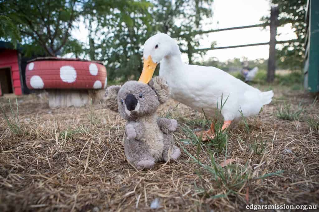 Duck grooms a stuffed toy koala.