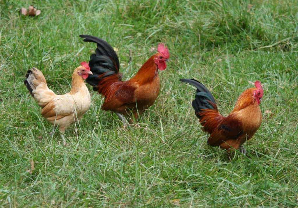 Bantam chickens. Two roosters have long, curved tail feathers. Hen has short and straight tail feathers.
