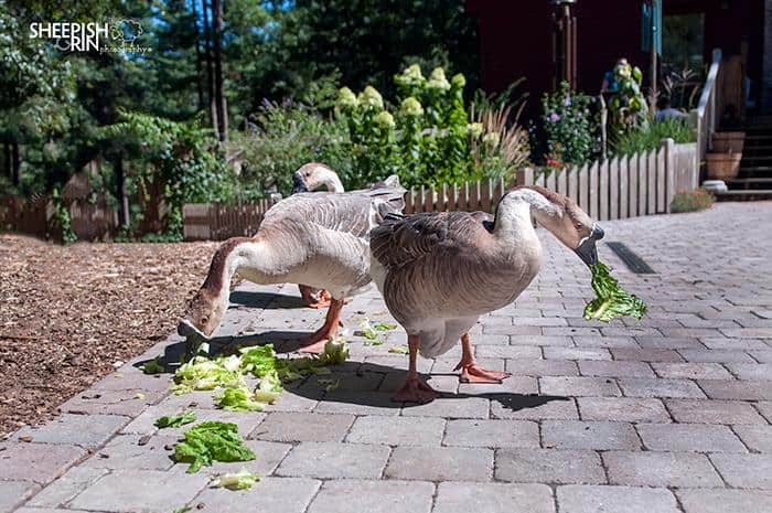Geese forage for scattered lettuce leaves.