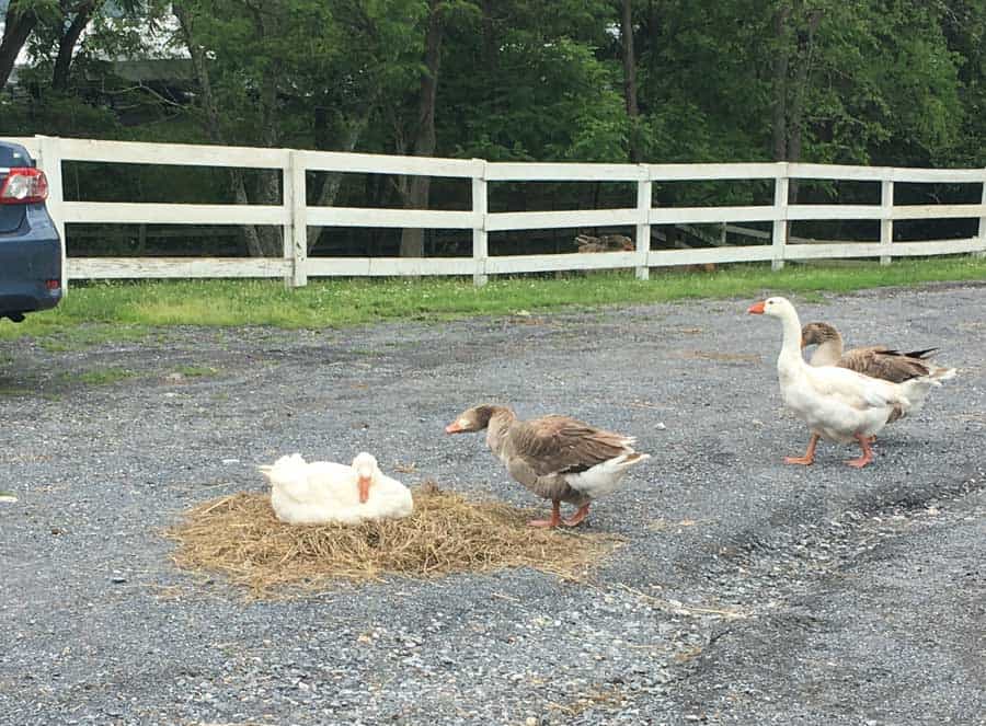 Goose makes nest out of hay while caregivers clean.