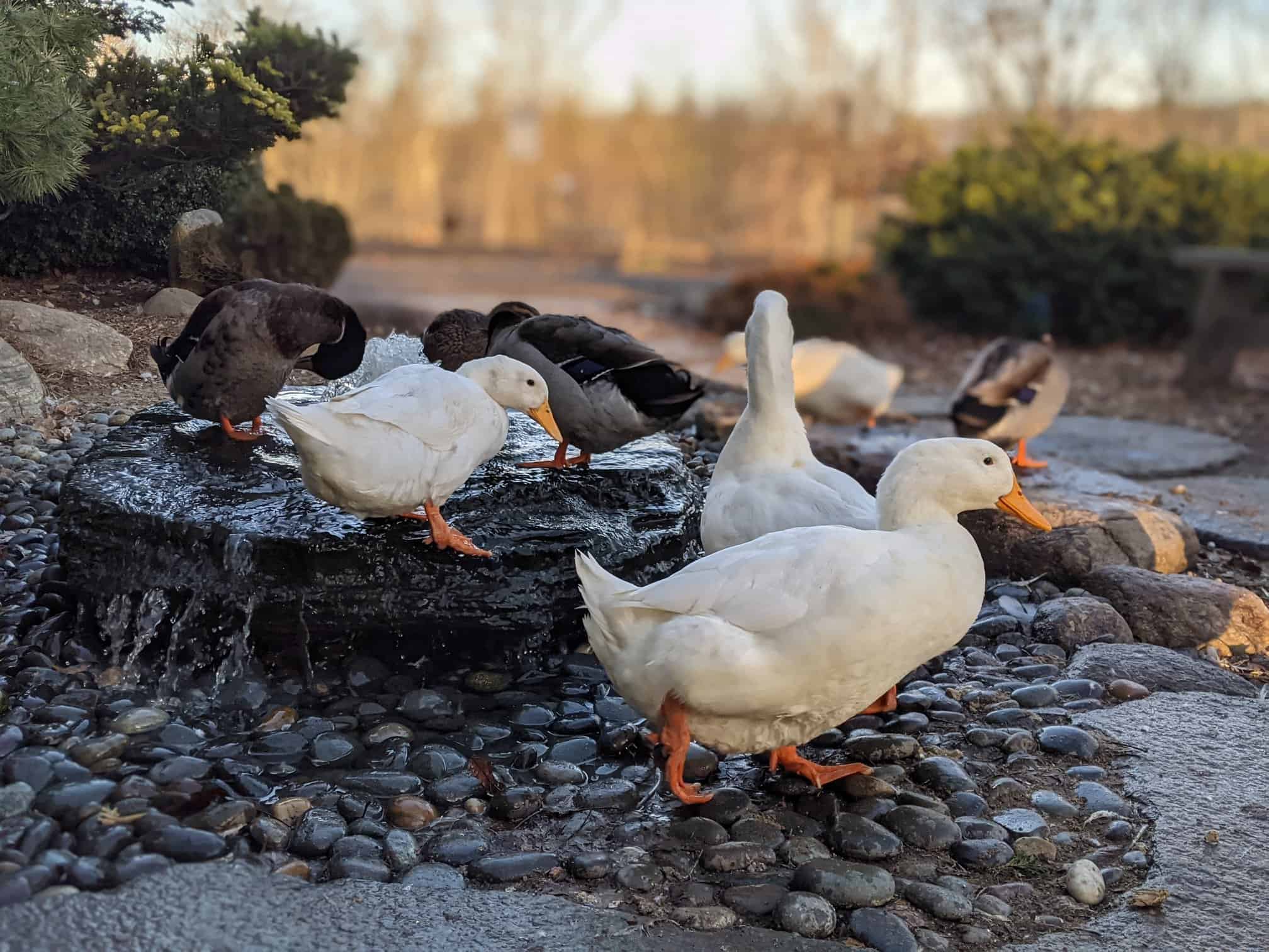 Creating An Enriching Life For Ducks - The Open Sanctuary Project