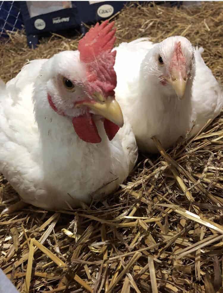 Cornish cross chickens. Rooster has larger comb and larger wattles than the hen.