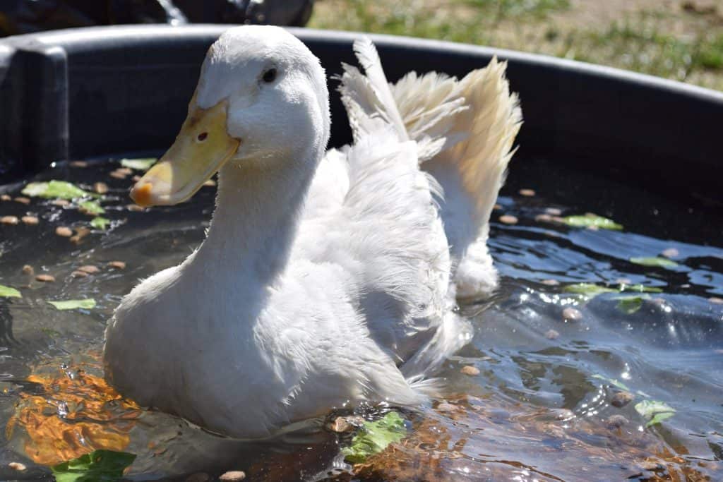 Duck floats in plastic pool.