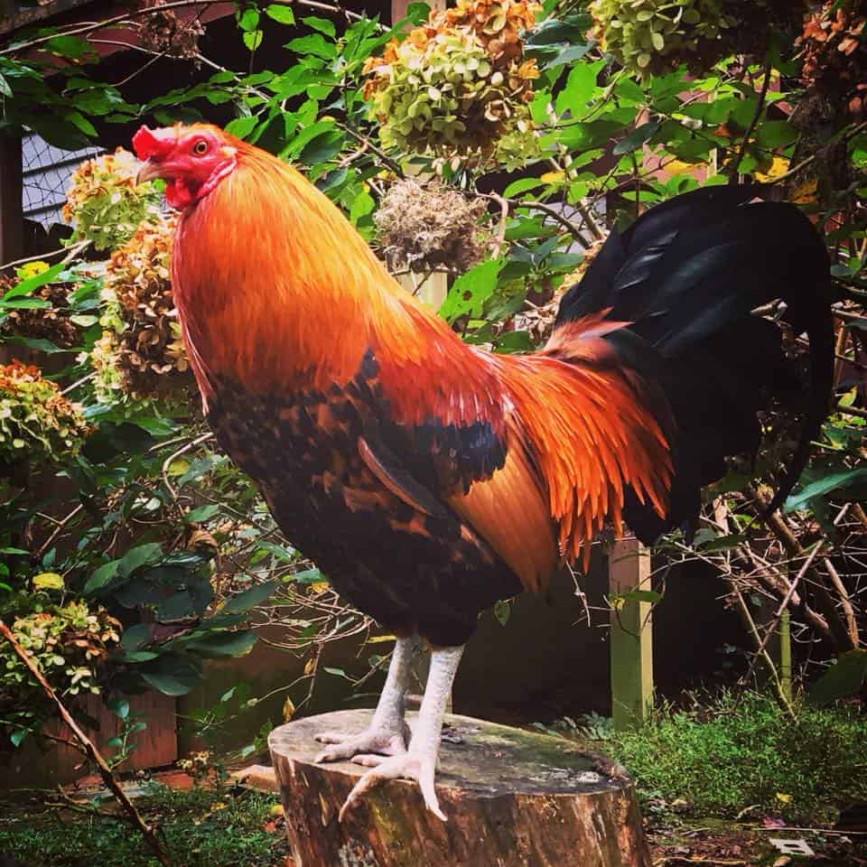 A chicken stands outside on a stump in a highly vegetated area.