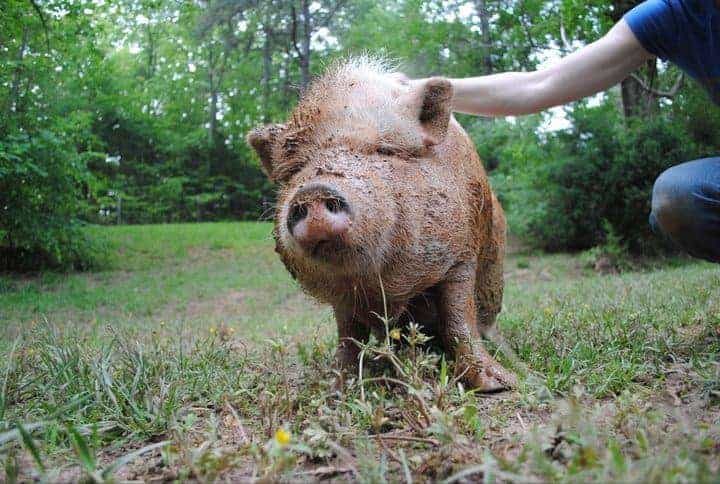 A muddy potbellied pig outside being pet by a human.