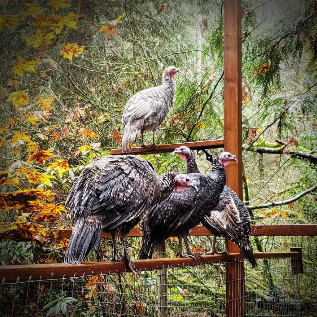Four turkeys roosting on perches outdoors.