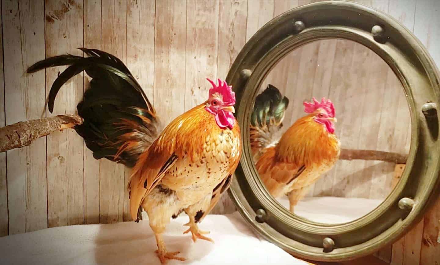 A rooster looking at themself in a mirror.