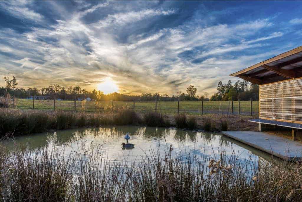 A duck outside on a pond in front of a modern-style duck living space.