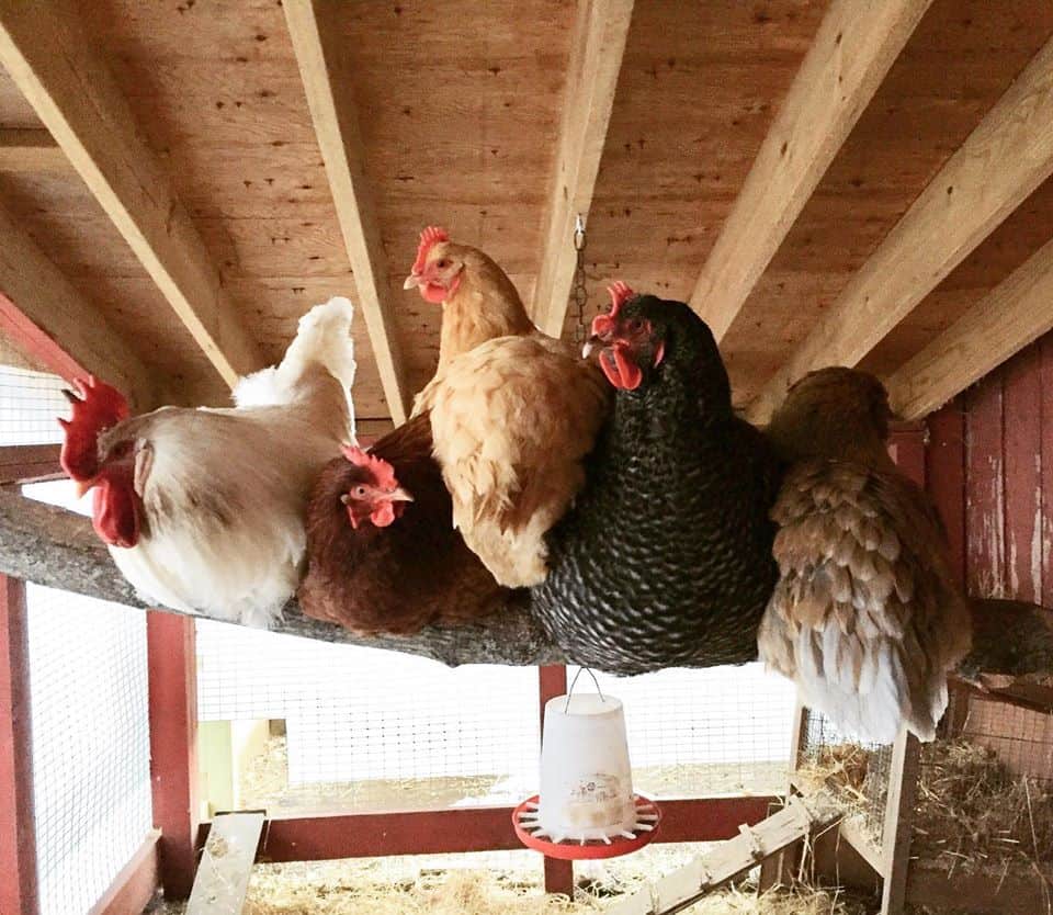 Five chickens perch together on a branch suspended in an indoor living space.