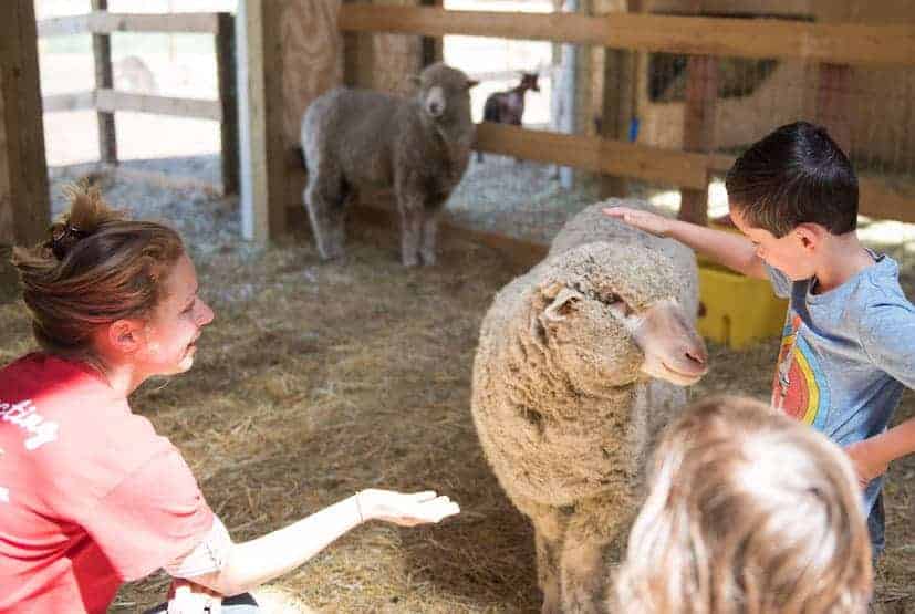 A child pets a sheep at an indoor living space as a staff member supervises.