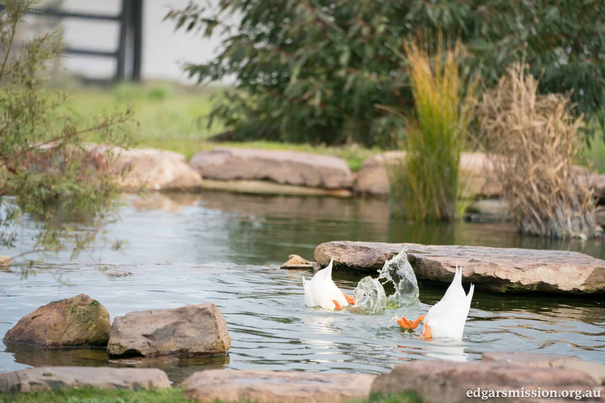 Creating A Good Home For Ducks The Open Sanctuary Project