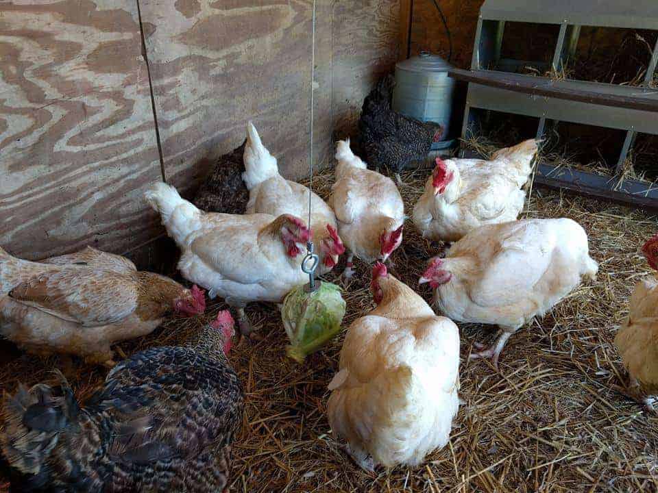 A flock of chickens investigating a head of lettuce suspended by a rope.