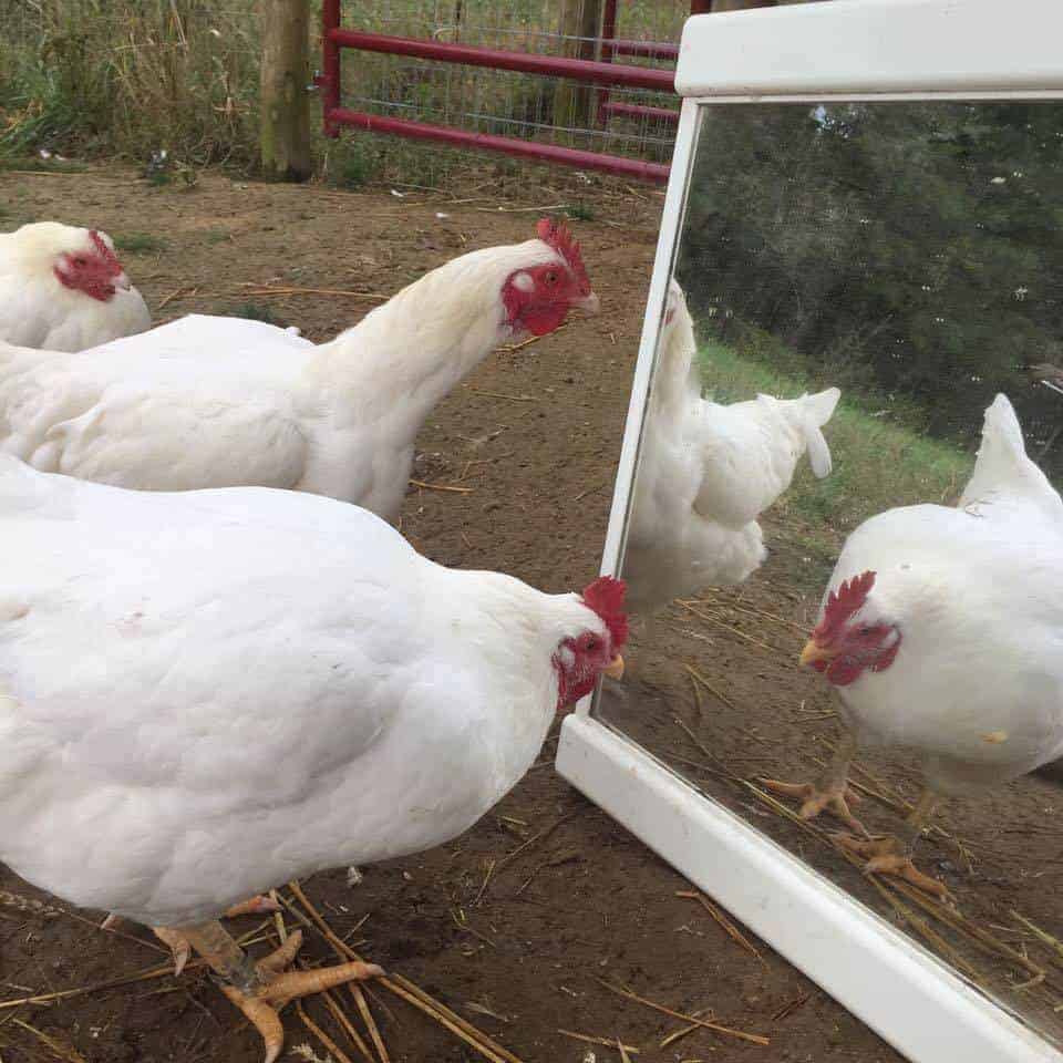 Three large breed chickens look at themselves in a mirror.