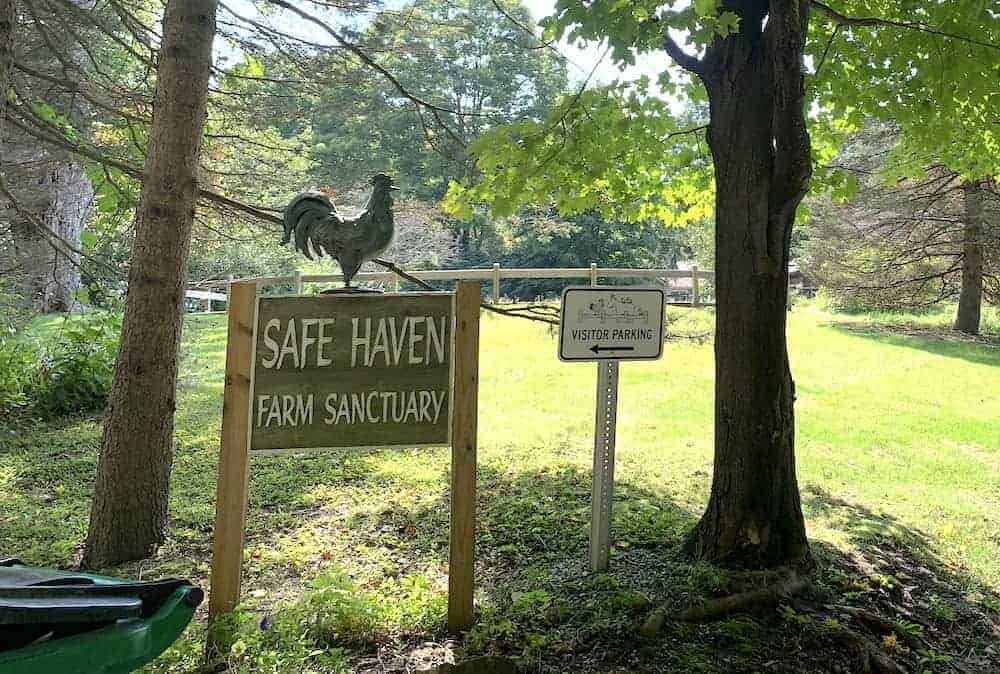 Wooden welcome sign for Safe Haven Farm Sanctuary, with a decorative rooster on top. next to it is a visitor parking direction sign.