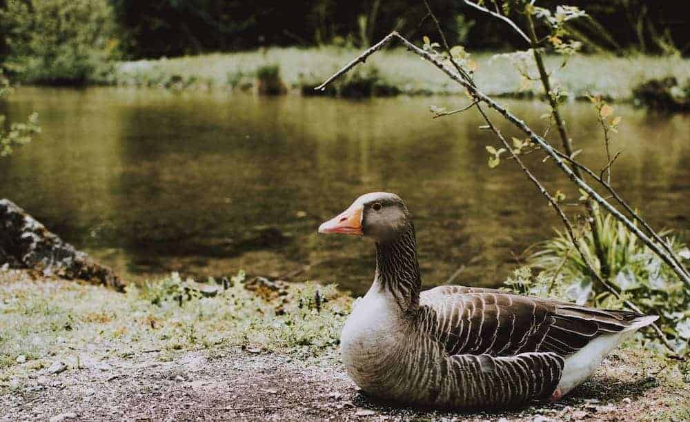 A goose sitting outside next to a pond.