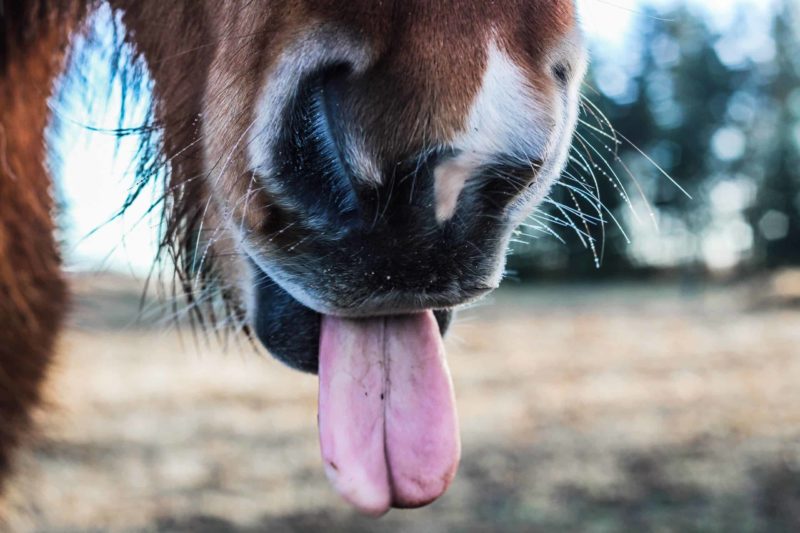 A horse holding their tongue out.