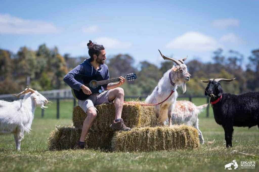 A person plays a guitar on a straw bale as four goats listen.