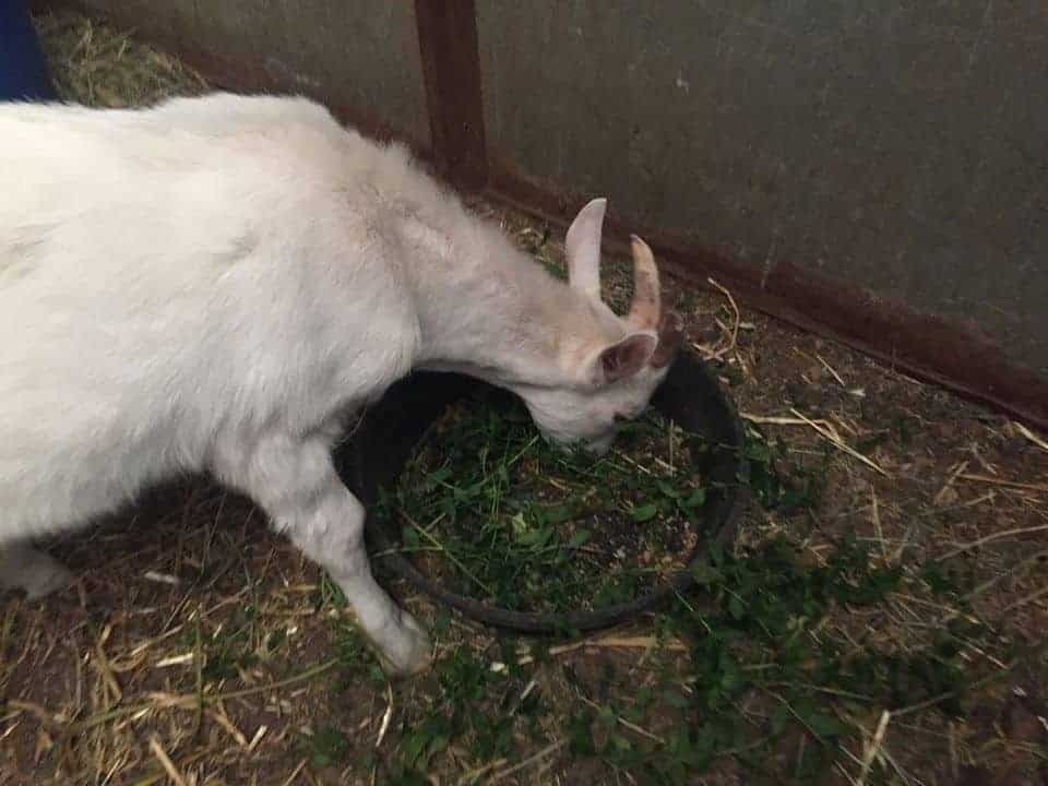 A white goat eats food out of a bowl with chopped fresh mint on top.
