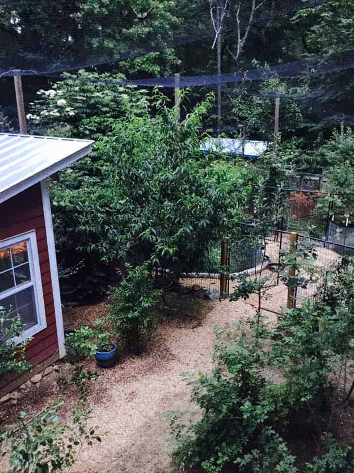 A picture from high above showing the netted aviary over a highly vegetated outdoor living space for chickens.