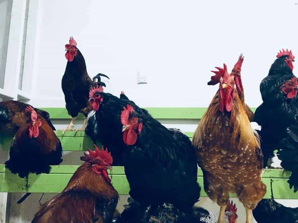A series of roosters perch on tiered perches indoors.