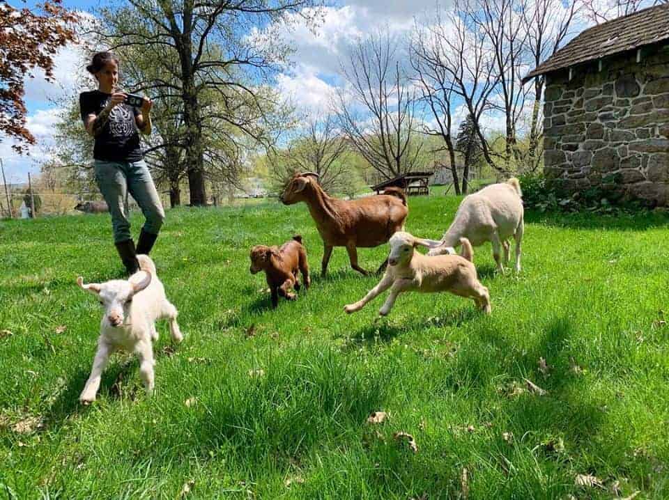 Five young goats frolicking as a caregiver takes a picture of them using a phone.