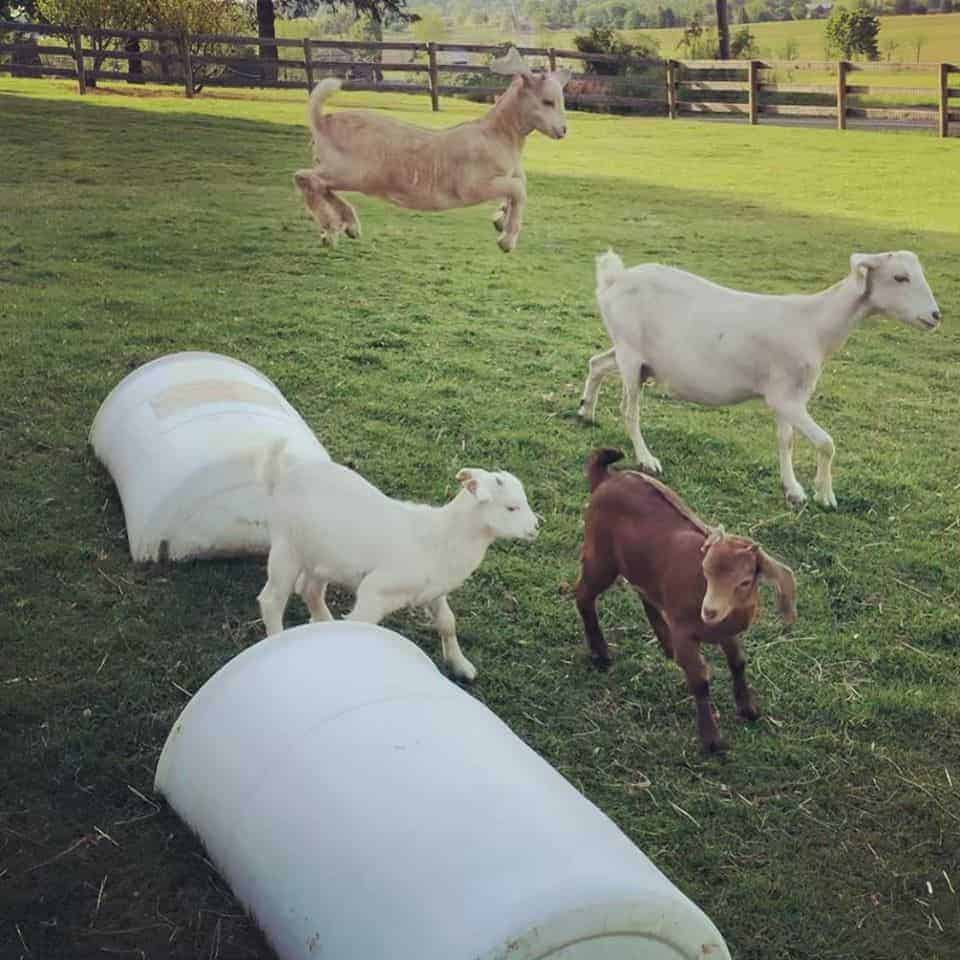 Four smaller goats in a pasture with two barrels. One goat is leaping off one of the barrels.