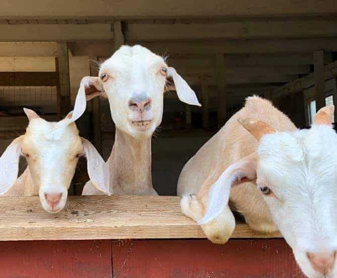 Three similar looking younger goats looking over a fence.