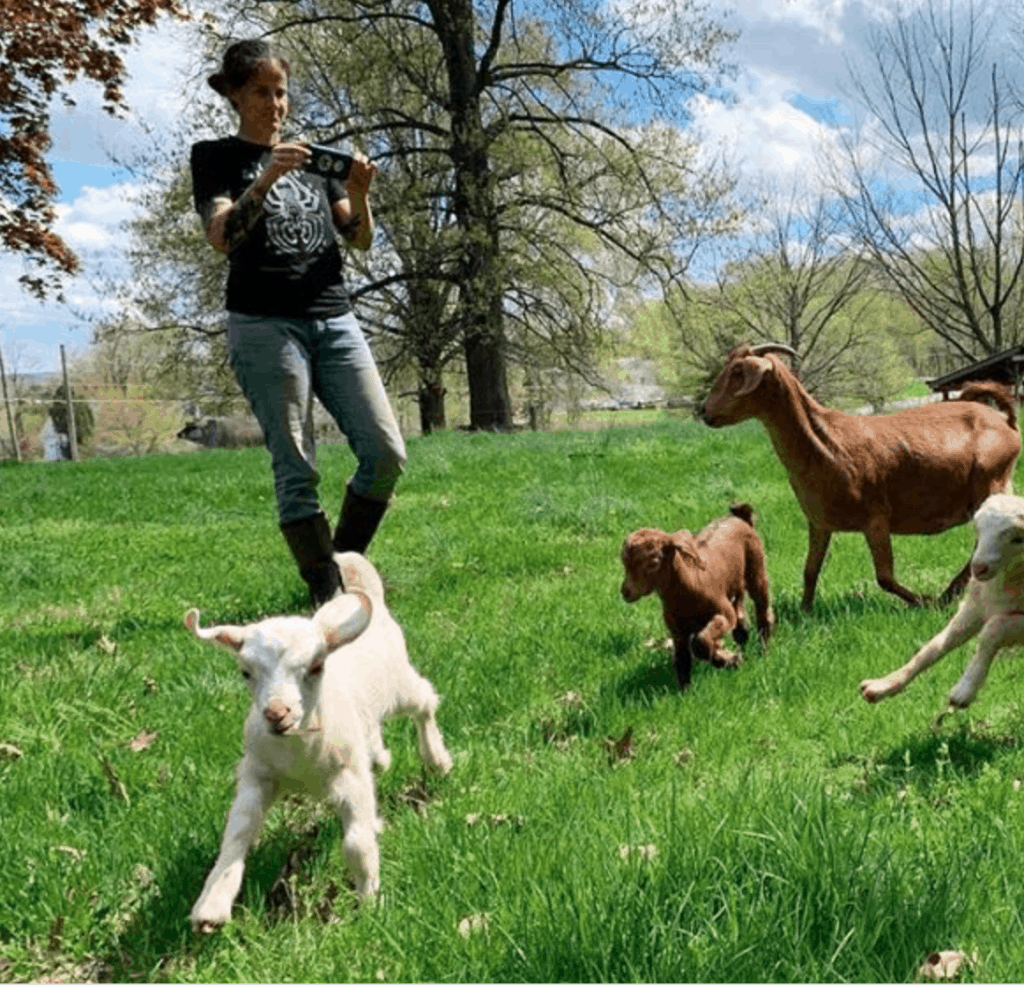 Goats frolic through a field.