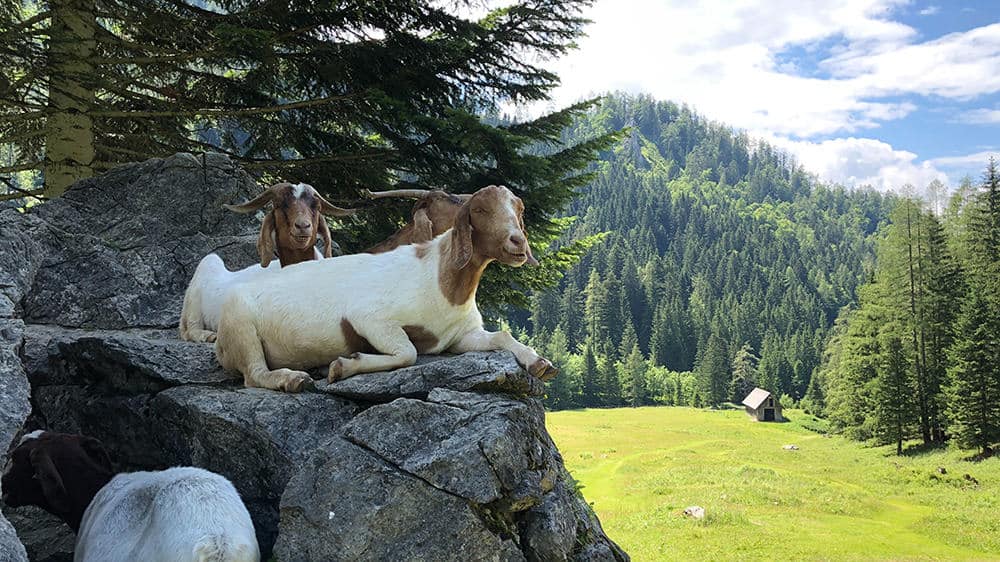 Three goats resting on a rock overlooking a scenic valley.