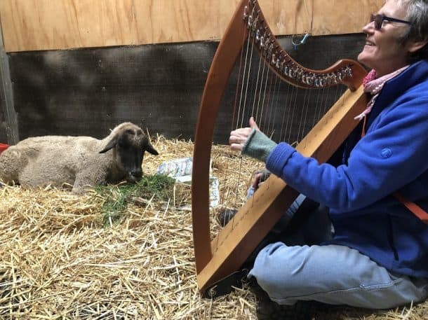 auditory-enrichment-edgars-mission-610x4