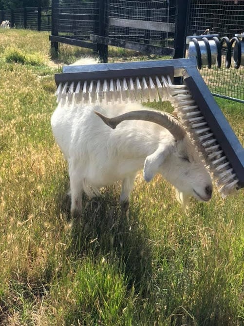 A white goat is scratching themselves on a very large stationary brush.