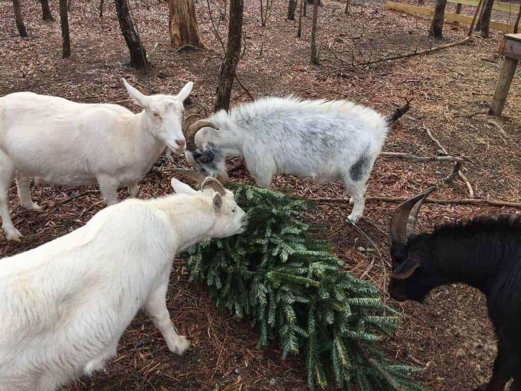 Goats nibble on christmas tree.