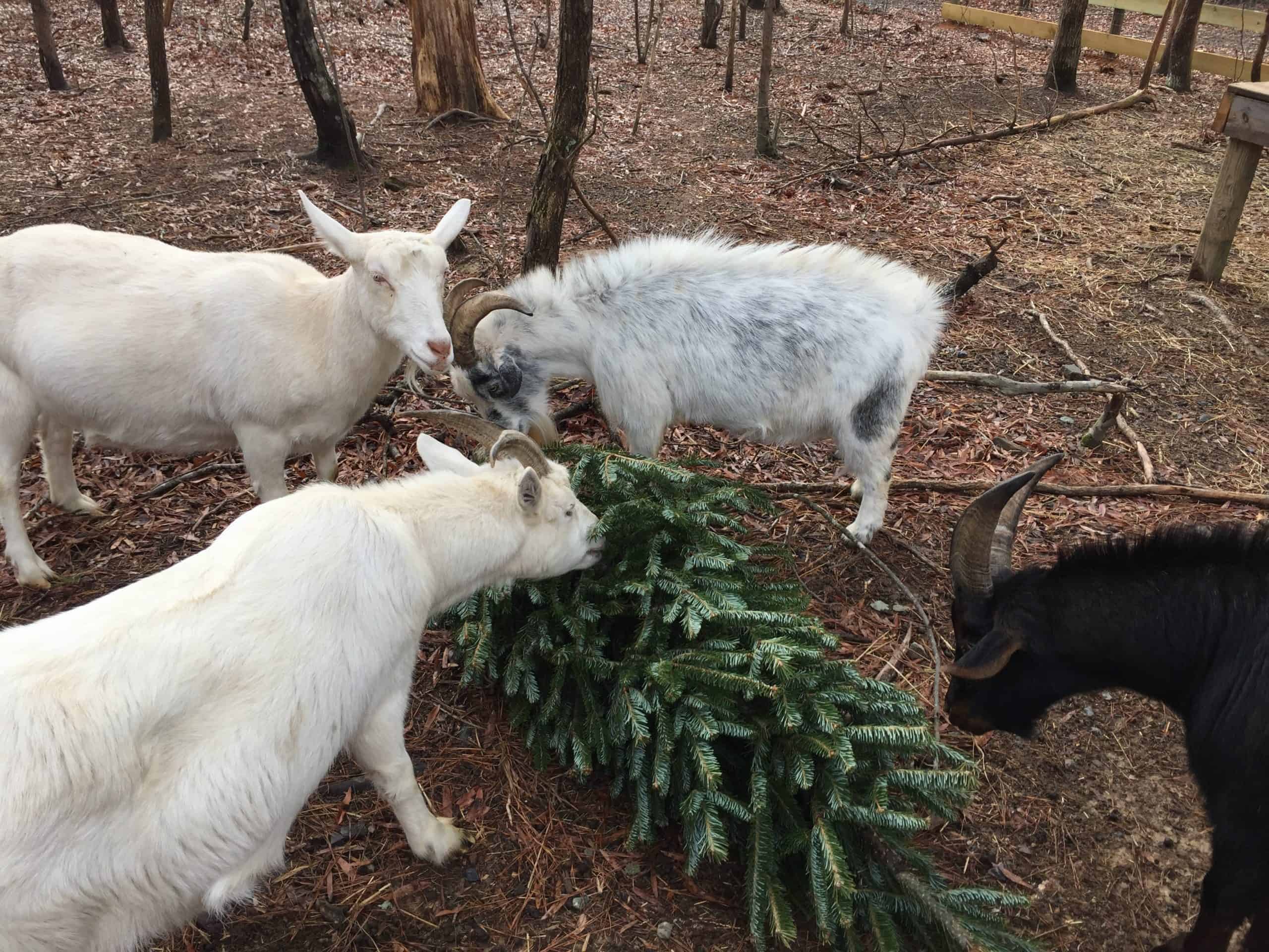 Four goats eat a christmas tree off the ground.
