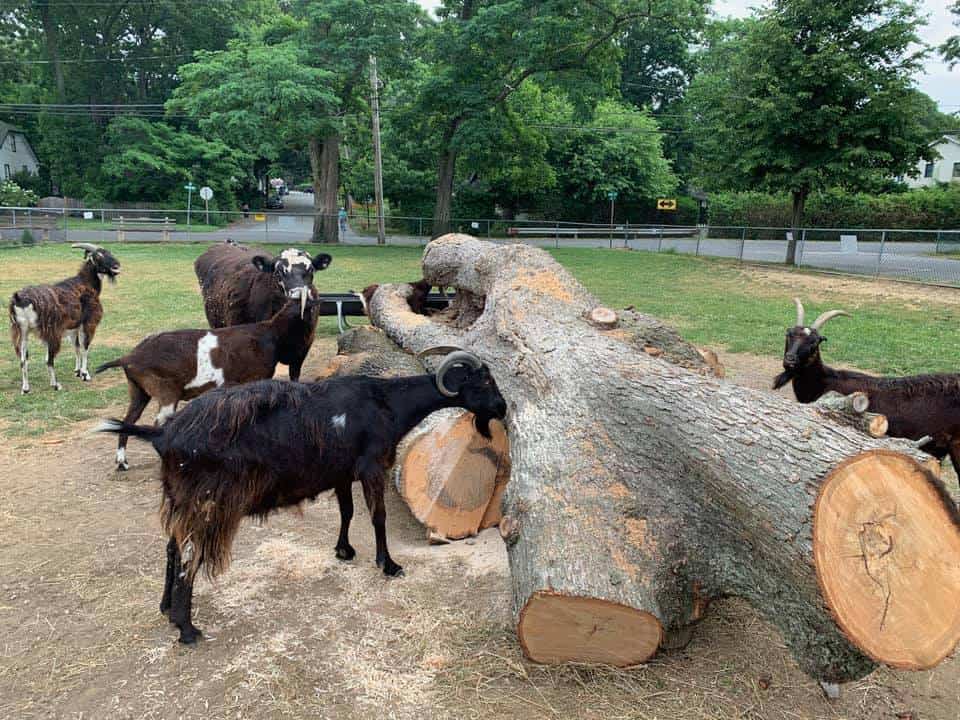 Picture of goats inspecting a large downed tree placed in their living area for enrichment.