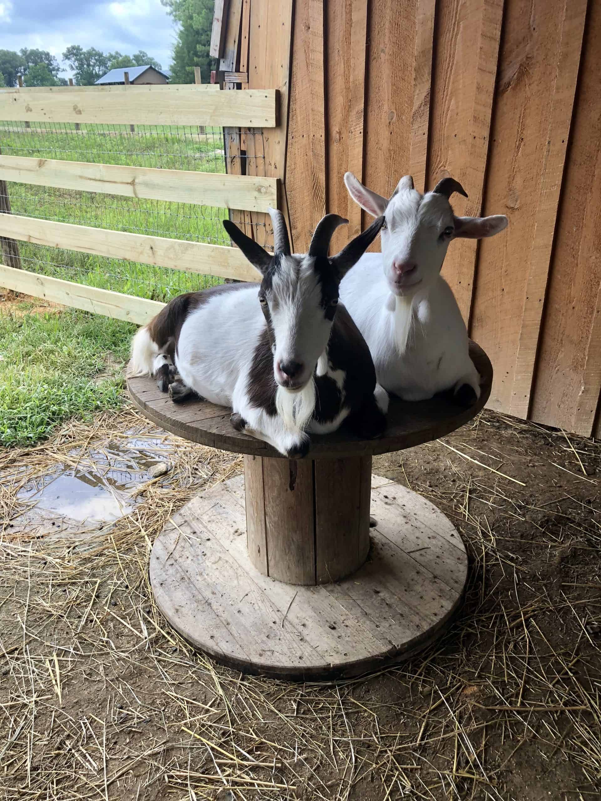 Creating An Enriching Life For Goats The Open Sanctuary Project