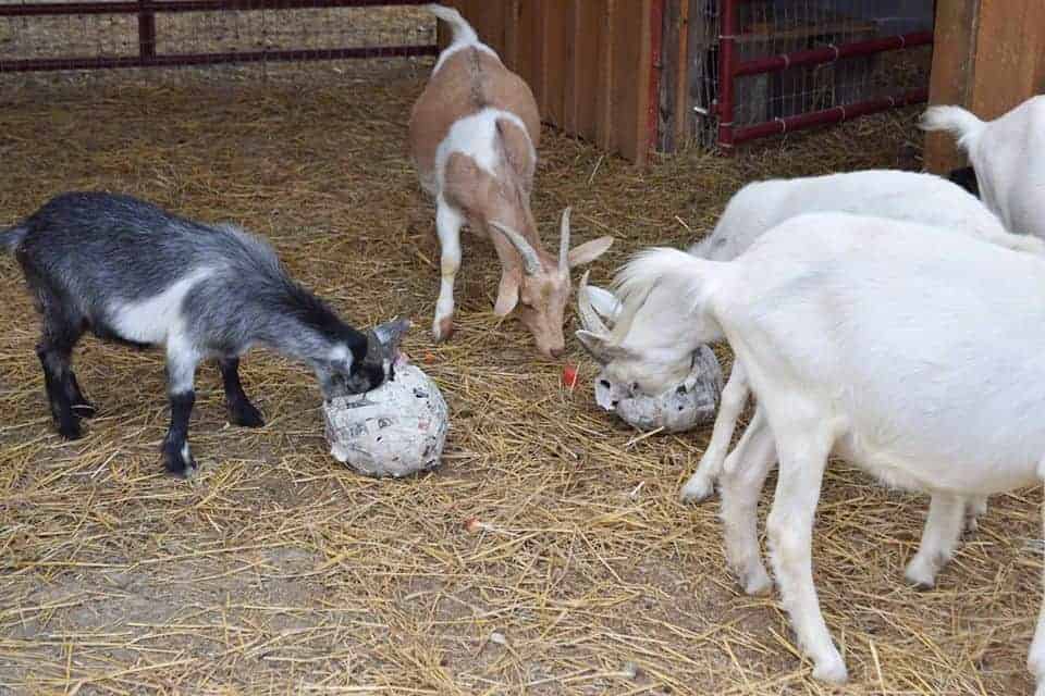 Five goats eating treats out of paper mache spheres.